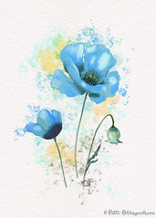 Himalayan Blue Poppies - Watercolor
