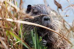 Young Nutria having lunch