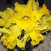Narcissus sp. (daffodils) (Newark, Ohio, USA) 46