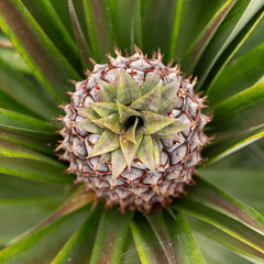 Pineapple Top View