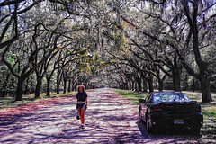 Wormsloe Historic Site - Georgia - Savanah - driving down a majestic rural avenue, lined on either side by over 400 stately live oak trees with hanging moss