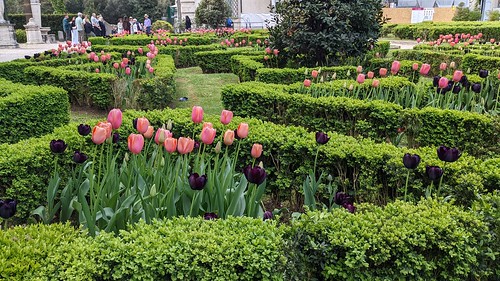 Tulips and hedges in courtyard garden of Casino Nobile di Villa Borghese Museum under renovation in Villa Borghese Park in Rome, Italy