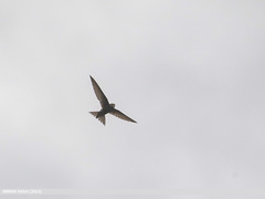 Common Swift (Apus apus) από Birds of Gilgit-Baltistan στο flickr