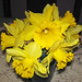 Narcissus sp. (daffodils) (Newark, Ohio, USA) 44