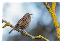 Dunnock in full song mode - (Prunella modularis) double click for detail