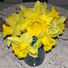 Narcissus sp. (daffodils) (Newark, Ohio, USA) 45