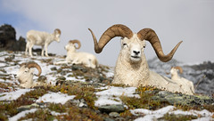 Chillin' Dall Sheep Rams, Denali National Park