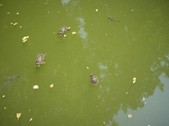 Kilpikonnat vedessä