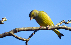 Greenfinch by hedera.baltica on flickr