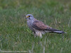 Torenvalk (Falco tinnunculus)-450_3816
