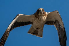 Booted Eagle,it nearly hit my camera