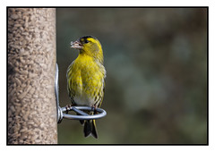 Siskin in our garden  (Carduelis spinus) - 2 clicks for large