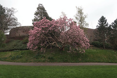 Magnolia, Northernhay Gardens, Exeter