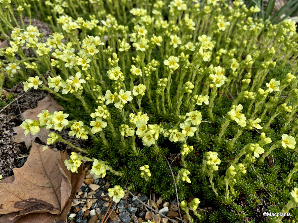 Saxifraga x apiculata