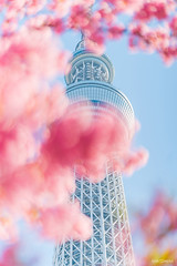 Kawazu-zakura under Tokyo Sky Tree
