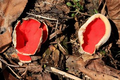 scarlet elfcup (Sarcoscypha austriaca) at Seed Savers Exchange IA 854A5452