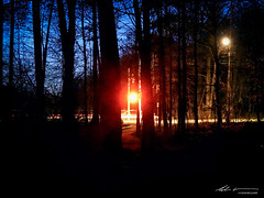 LIGHTS THROUGH THE TREES-NIKON P950-DSCN0720