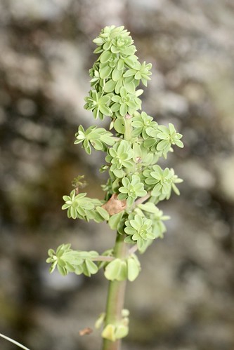 Peperomia galioides (Piperaceae)