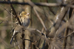 female of common chaffinch