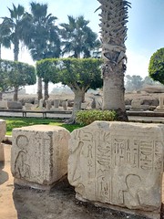 Dans le  jardin archéologique de Memphis, Mit Rahina, gouvernorat de Gizeh, Egypte.