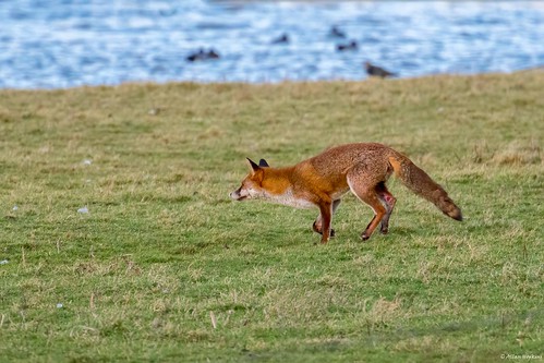 European Red Fox (Vulpes vulpes crucigera)
