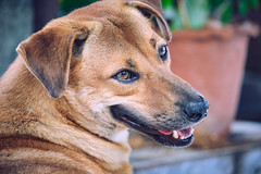 Portrait of a Thai Street Dog