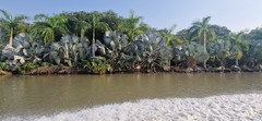 Isla del Encanto Bismarckia silver palm trees