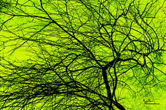 Tree Green Background 2555