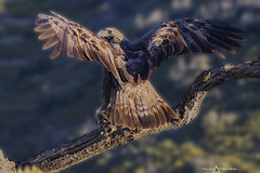 Golden Eagle - Aquila Reale - Aquila chrysaetos