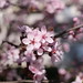 Cerisier en fleur @ Annecy