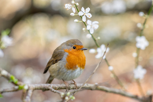 Robin enjoying an early spring day.