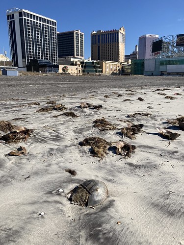 Dead horseshoe crabs on the beach in Atlantic City