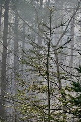 Foreground fir in foggy forest, Hoge Veluwe, Netherlands