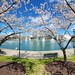 cherry blossoms -  City Center -  Newport News  Va.   _(Cell)