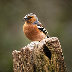 Chaffinch at Lunch. by Bob Jenkin on flickr