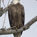 Bald eagle -  Hampton  Virginia