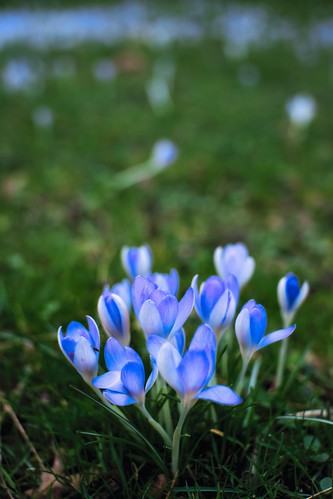 Little blue spring notes