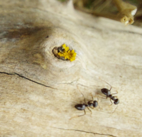 Mieren op houtstam
