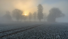 *Sunrise with morning fog in the southern Eifel*