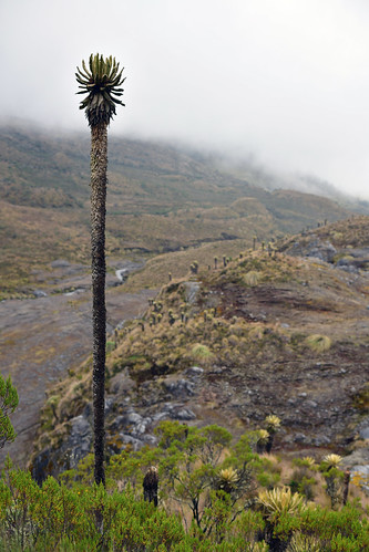 29320: A tall Frailejones plant in the Páramo landscape