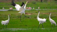 Kung Fu... Whooping Crane Style