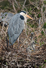 Grey heron with offspring- Graureiher mit Nachwuchs