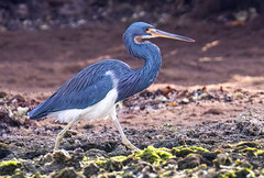 Tricolored Heron Striding with a Purpose