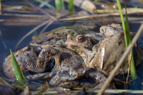No Fun - common toad @ Auwald, Leipzig 2024
