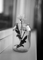 Two flowers in a glass jar.