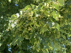 “A cottonwood tree with yellow pods on Duffins trail in Discovery bay , Martins photographs , Ajax , Ontario , Canada , August 31. 2023”