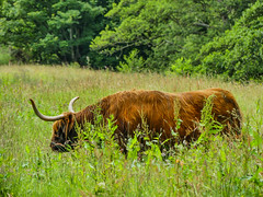 Coo in field