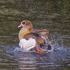 Alopochen aegyptiaca - Ouette d'gypte - Egyptian Goose- Ganso del Nilo - Nijlgans
