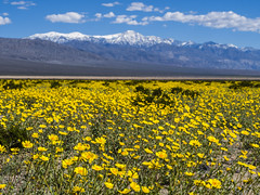 Death Valley National Park Yellow Wildflower Superbloom Snow-capped Telescope Mountain Fuji GFX100s & Fujifilm GF F4 Lens Fine Art Landscape Photography -- Desert Gold Flowers Super Bloom! Elliot McGucken Master Medium Format California