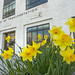 Daffodils at the entrance